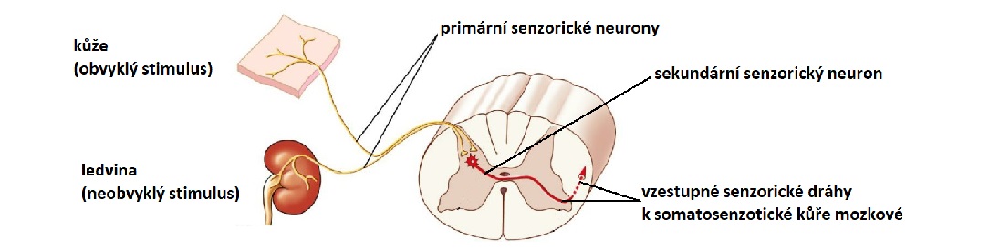 referred_pain_theoryCZ1084x275