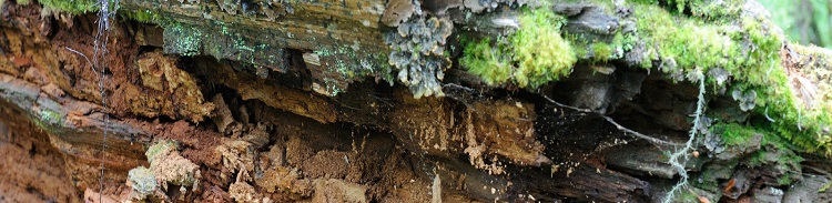 rotting-log750x183
