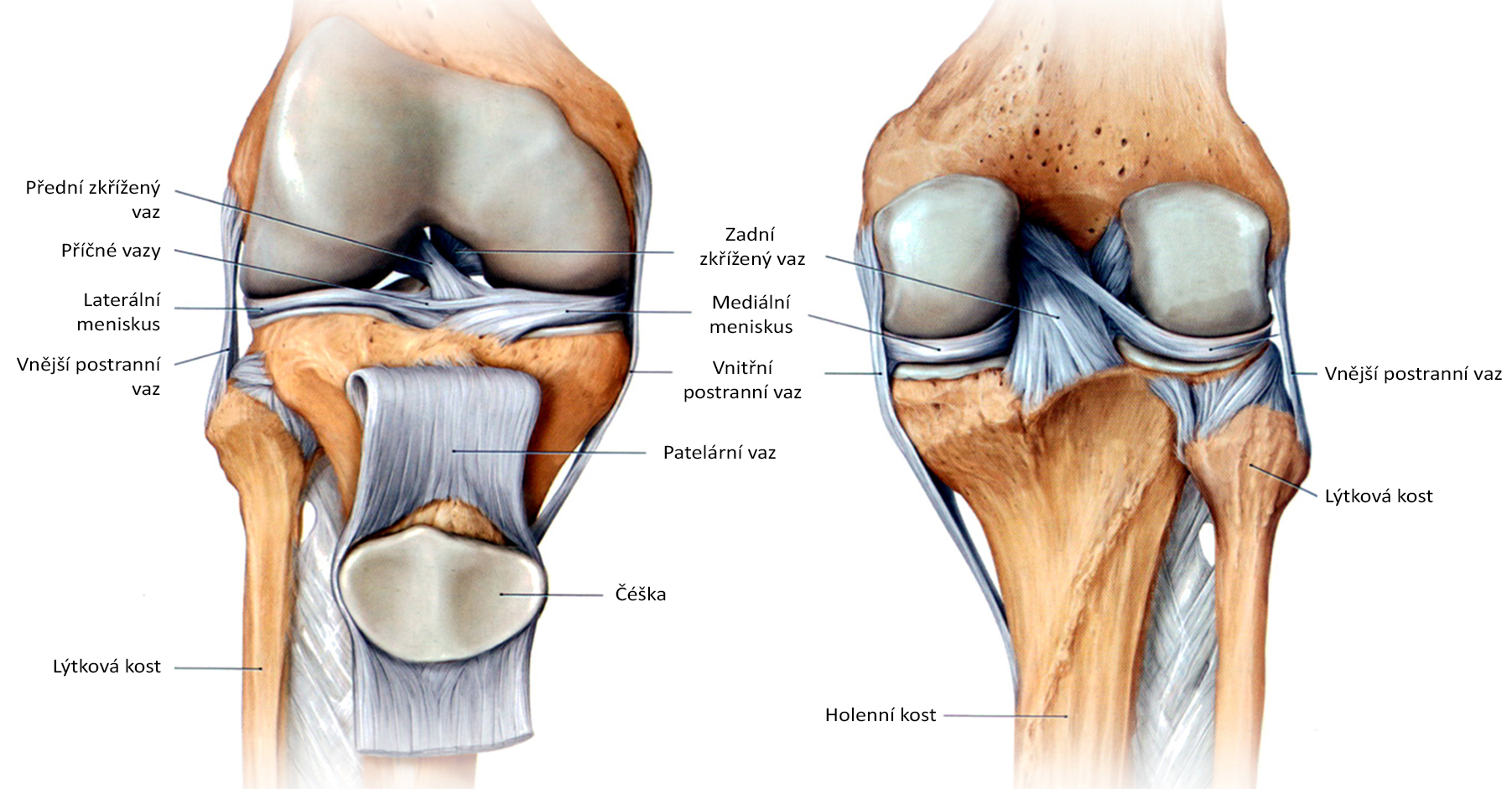 knee_side_front