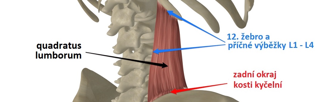 quadratus-lumborum-attachmentsCZ1083x343