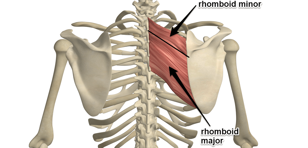 rhomboid-muscles1083x521