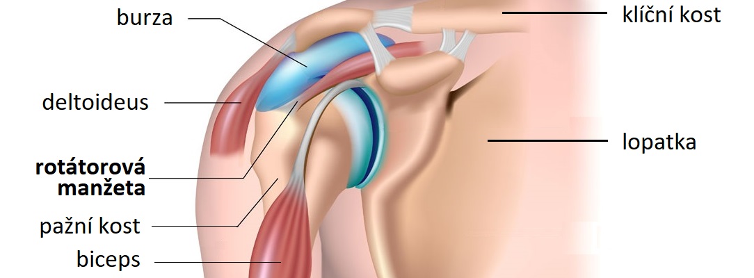 shoulder-anatomyCZB-1083x400