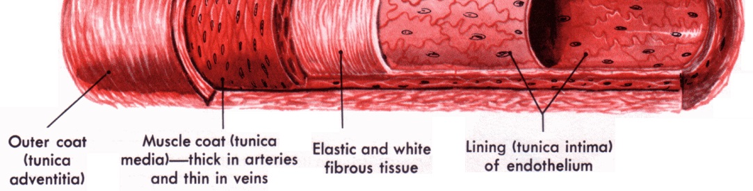 artery_structure1083