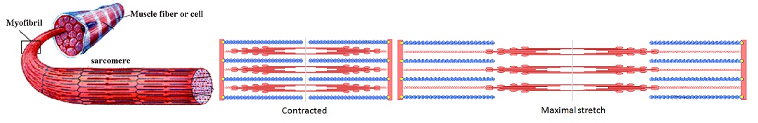 myofibril_stretch1083