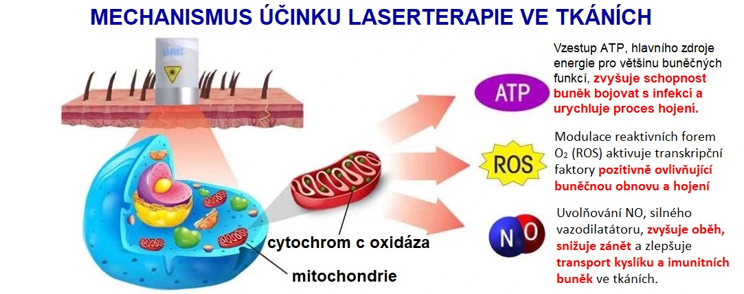 cervishineLLLT_CZ1083x428