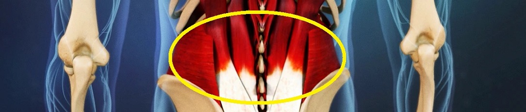 LowBackMusclePain1084x232