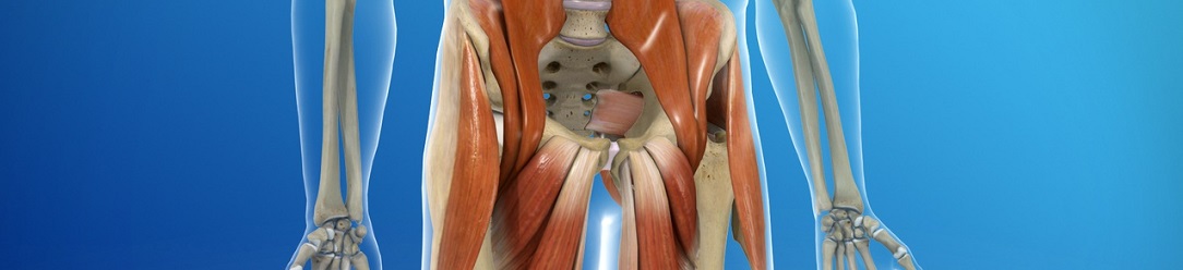 hip_muscles_1084x248