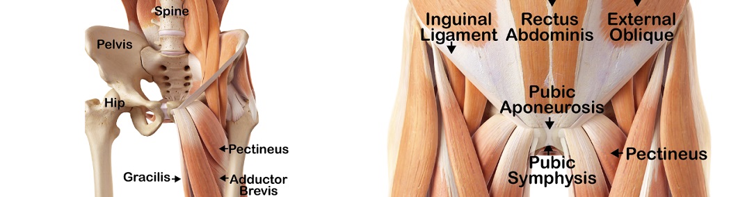 hip_tendons_1084x284