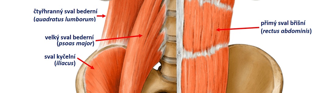 iliopsoas_QL_anatomyCZ1084x306