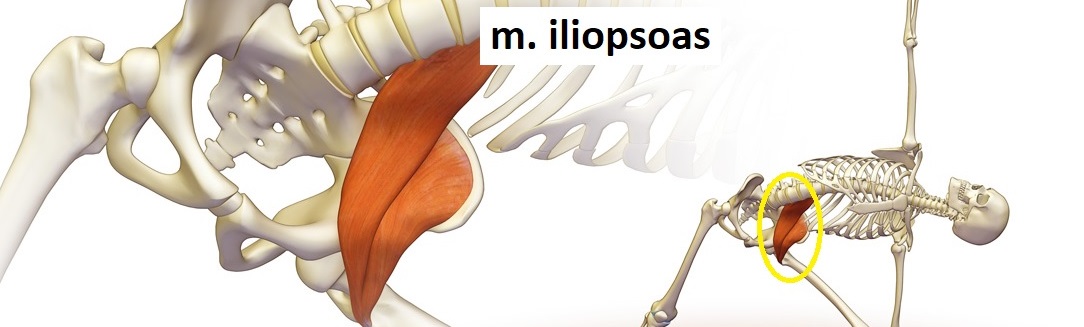 iliopsoas_muscle_1084x327