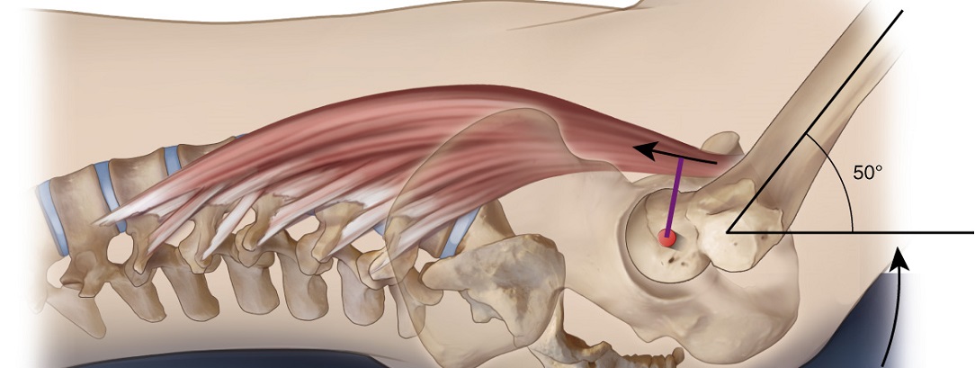 psoasFlex1084x409