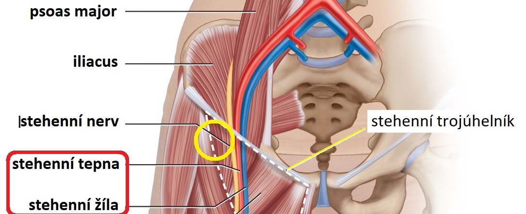 psoas_femoral_triangleCZ1084x442