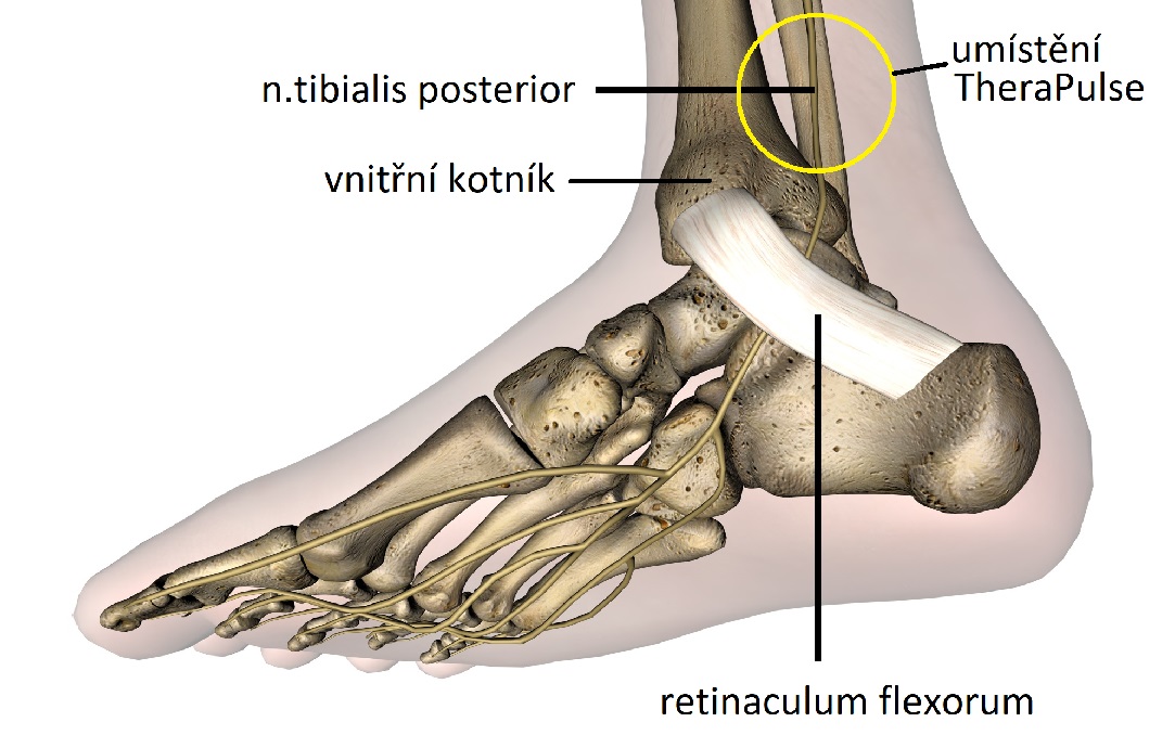 TheraPulse_malleolus1083x348