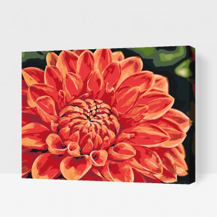 Paint by Number - Red Dahlia