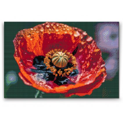 Diamond Painting - Poppy Flower