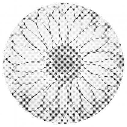 Dotting points - Radiant sunflower