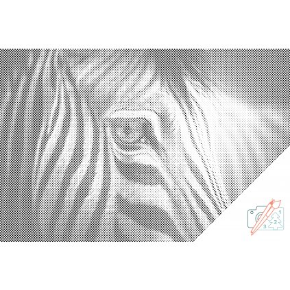 Tečkování - Zebra zblízka