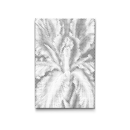 M2_Dotting_Points_-_Iris_flower