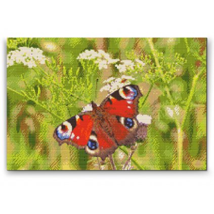 Diamond Painting - Butterfly in the Grass