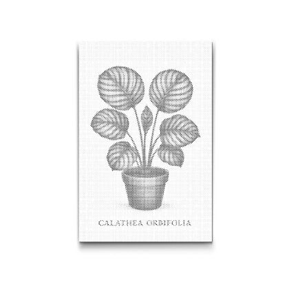 Dotting_Points_Calathea_orbifolia_M2