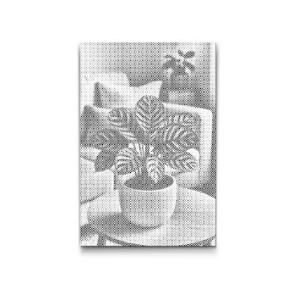 Dotting_Points_Calathea_M2