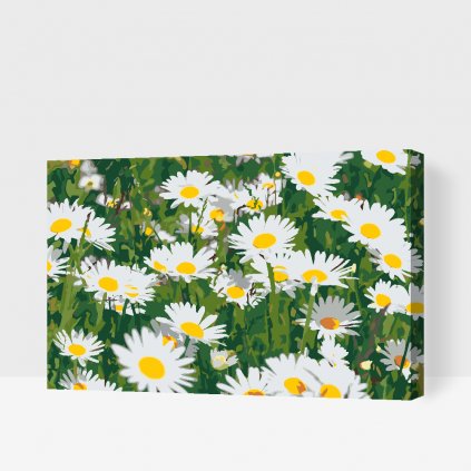 Paint by Number - Daisies in the Meadow