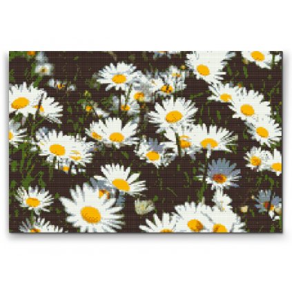Diamond Painting - Daisies in the Meadow