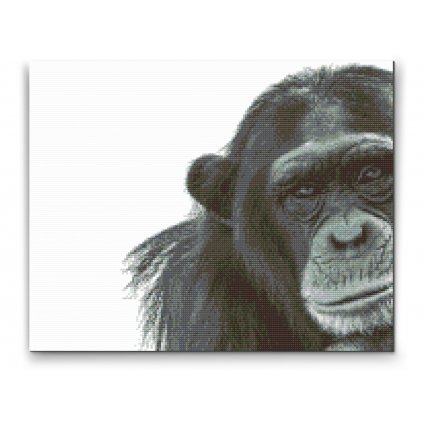 Diamond Painting - Chimpanzee
