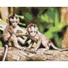 Paint by Number - Monkeys