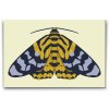 Painting_by_Numbers_Colourful_Moth_M2