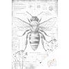 Dotting points - All about the Bees