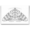 Dotting_Points_Colourful_Moth_M2