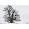 Paint by Number - Lonely Tree