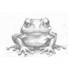M11_Dotting_Points_-_Cheerful_Frog