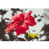 Diamond Painting - Red Flower in a Gray Background