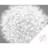 Dotting points - Dandelion