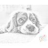 Dotting points - Cute Dog