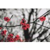 Paint by Number - Red Flowers on the Tree