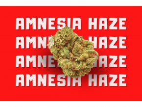 2028 hhcpo 12 amnesia haze