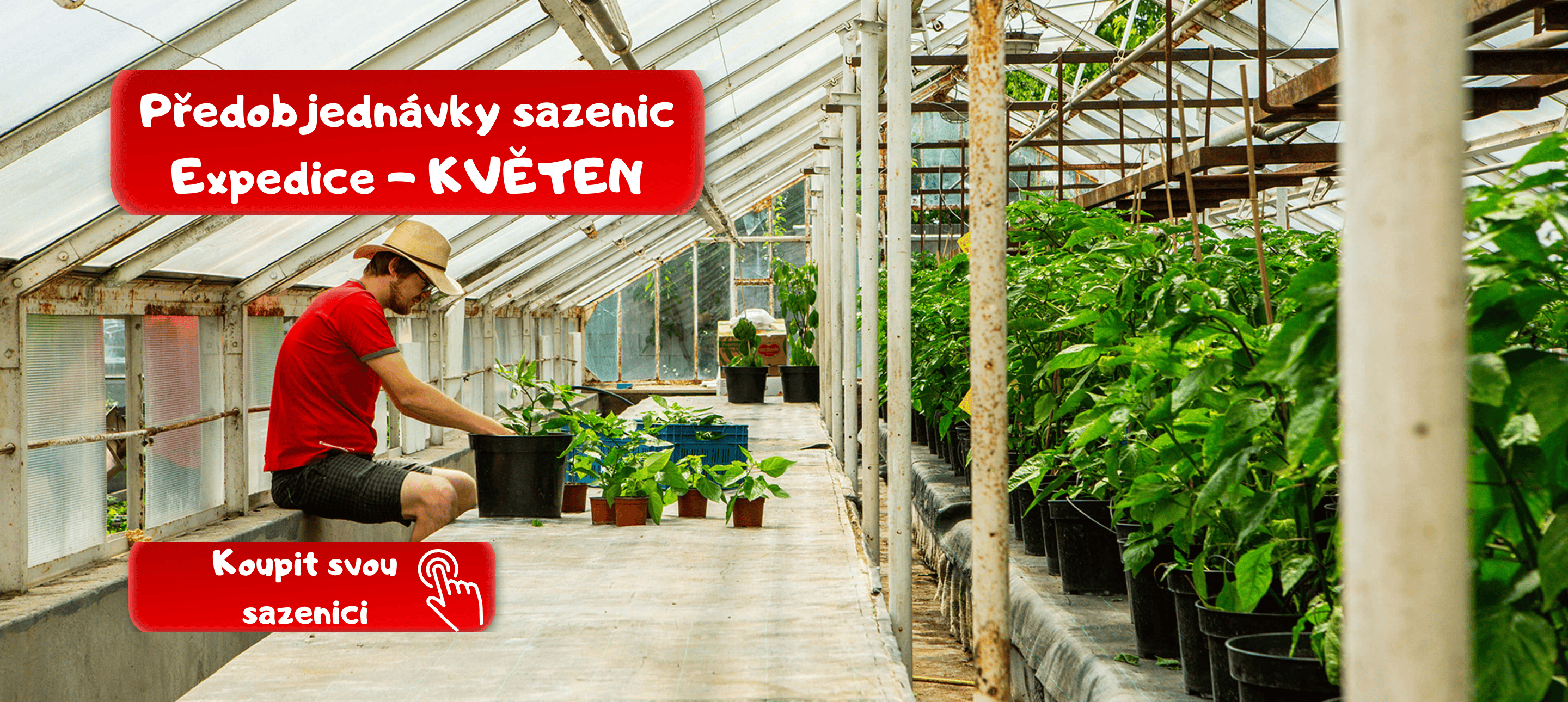 Předprodej sazenic