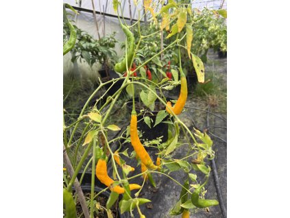 Aji Guyana – chilli semínka (10 ks)
