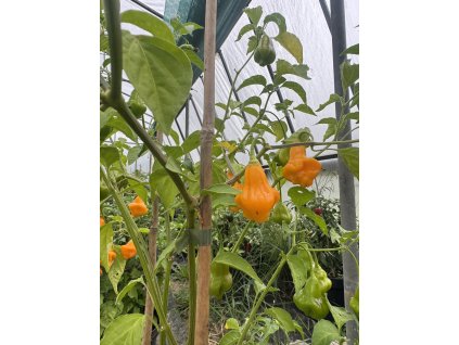 Aji Fantasy Orange – chilli semínka (10 ks)