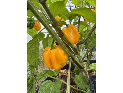 chilli paprička Aji Margariteño yellow