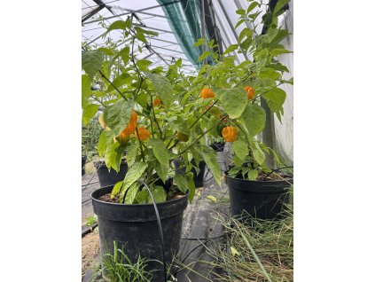 Aji Margariteño yellow