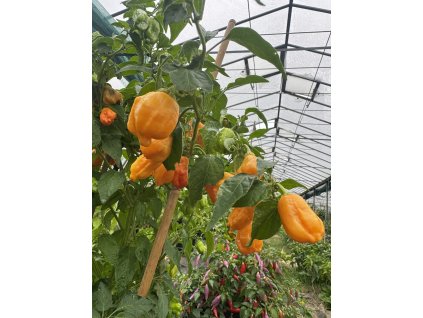Aji Mango – chilli semínka (10 ks)