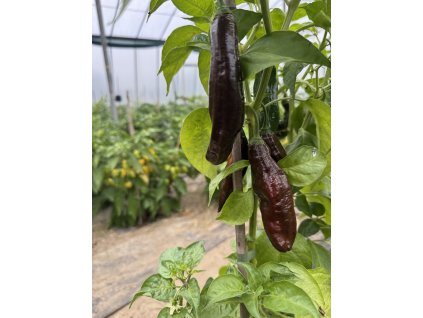 Aji Panca Lima – chilli semínka (10 ks)
