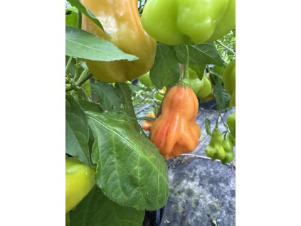 Zébrange plod chilli