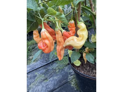 Sugar Rush Peach Stripey pods