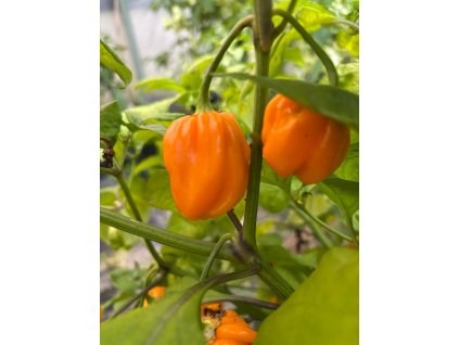 West Indian Yellow Habanero chilli paprička