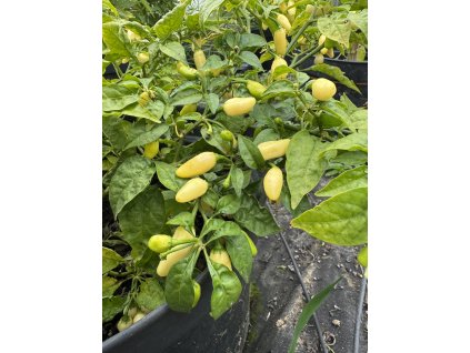 Habanero Peruvian White plody